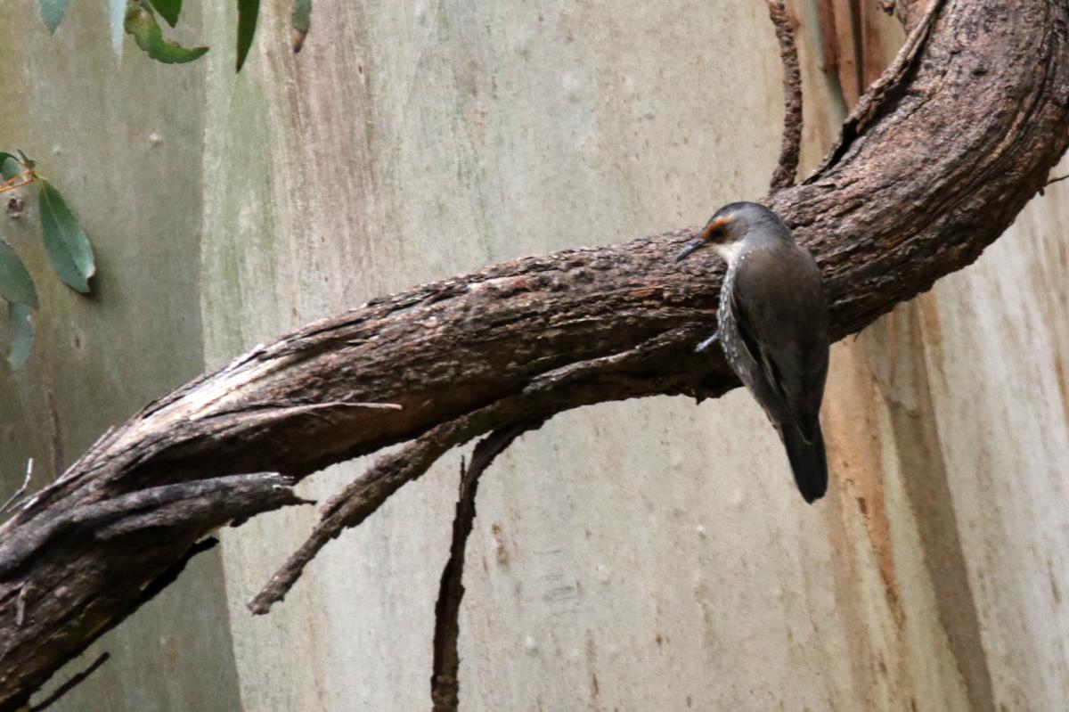 Red-browed treecreeper (Climacteris erythrops), Brooksbank Centre, Woodend, Victoria, Australia, 2015-06-28 Red-browed treecreeper (Climacteris erythrops)