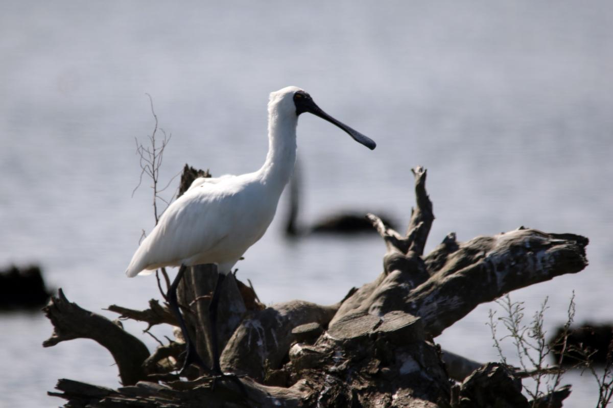 Royal Spoonbill (Platalea regia)