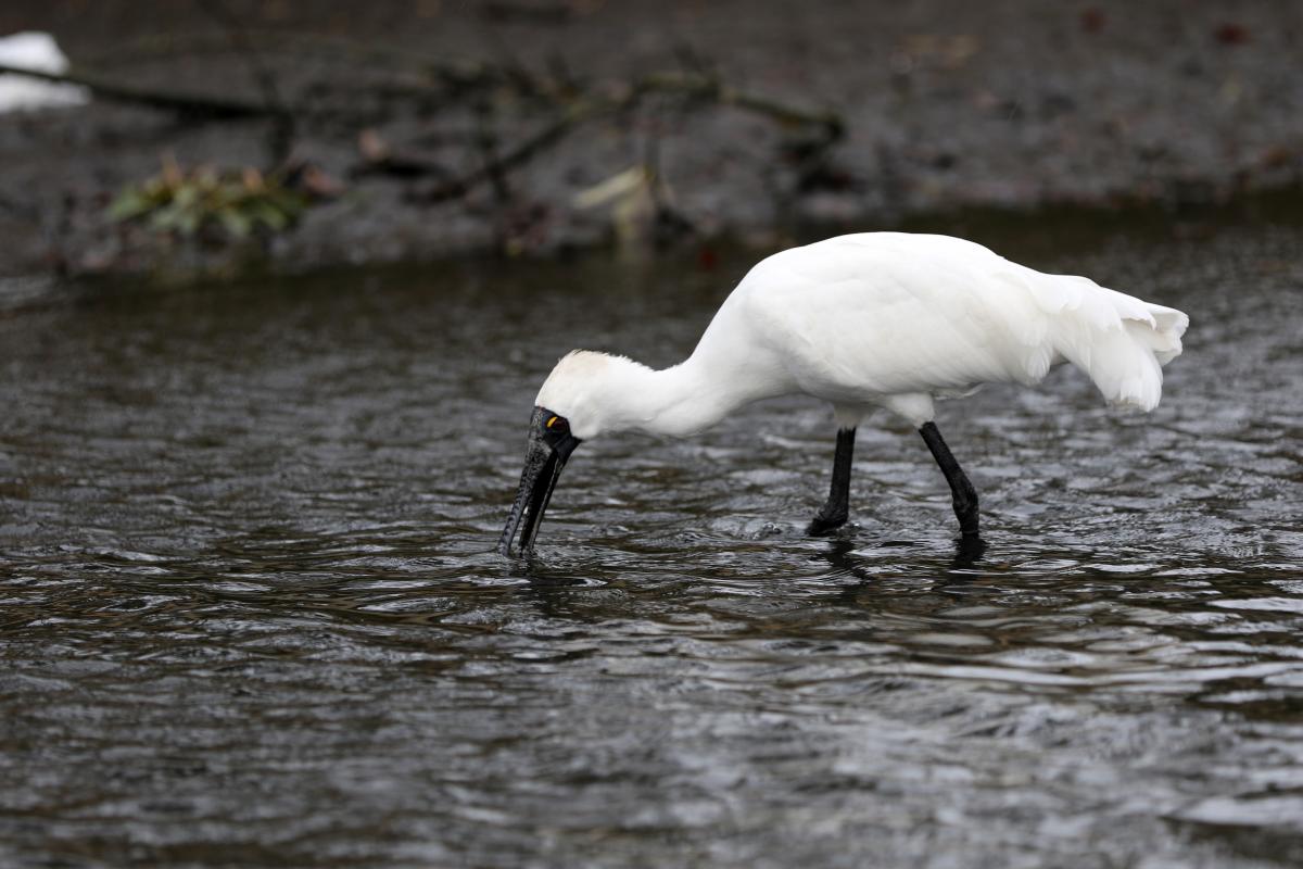 Royal Spoonbill (Platalea regia)