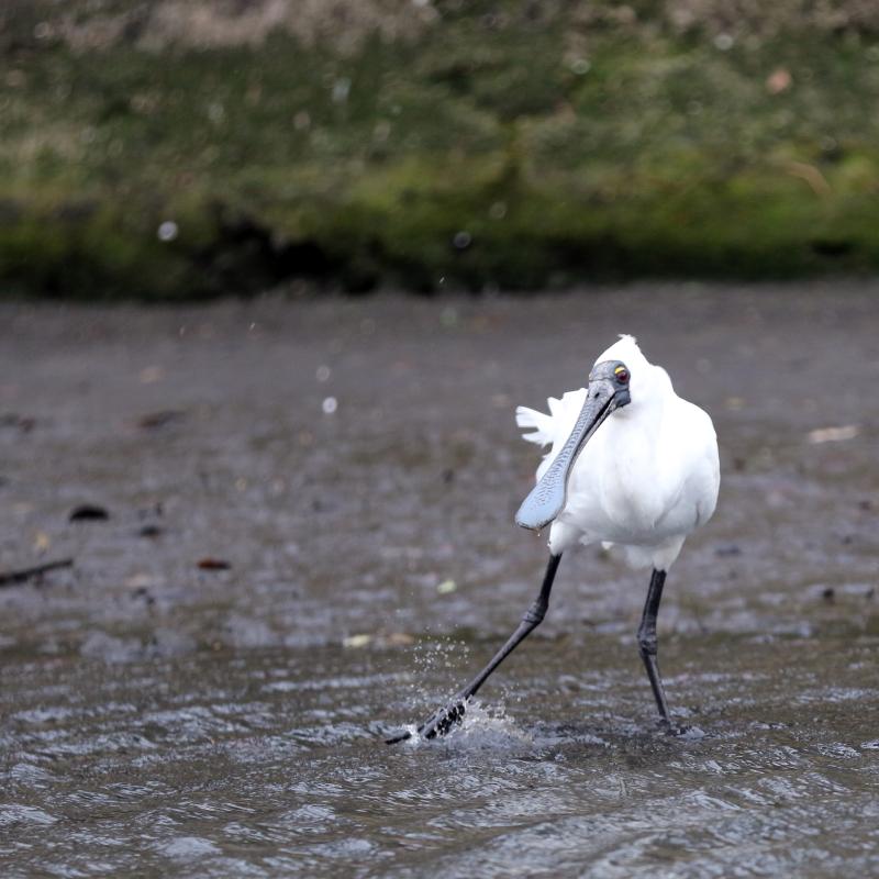 Royal Spoonbill (Platalea regia)