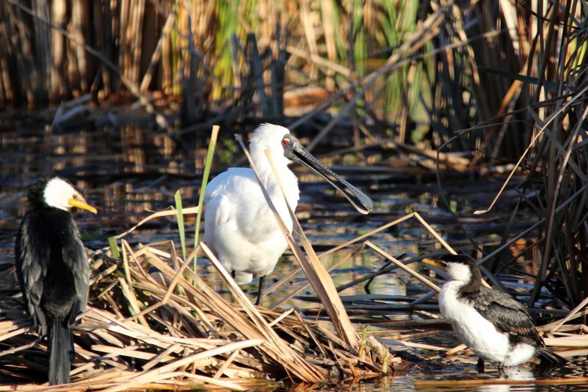 Royal Spoonbill (Platalea regia)