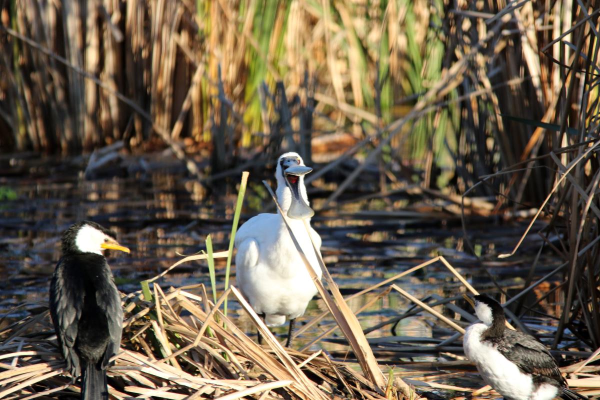 Royal Spoonbill (Platalea regia)