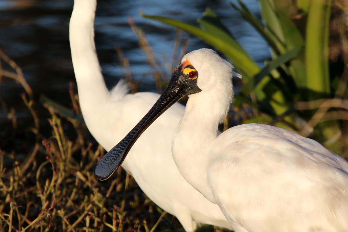 Royal Spoonbill (Platalea regia)