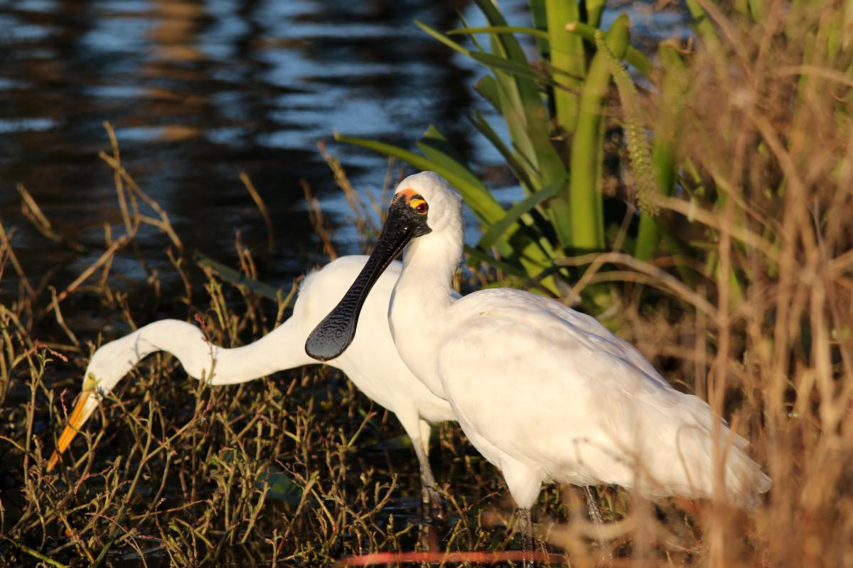 Royal Spoonbill (Platalea regia)