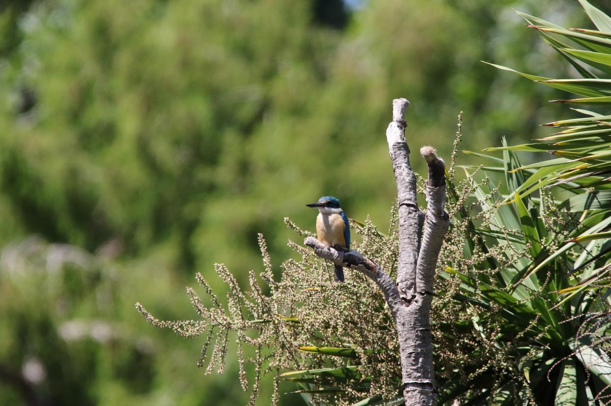 Sacred Kingfisher (Todiramphus sanctus)