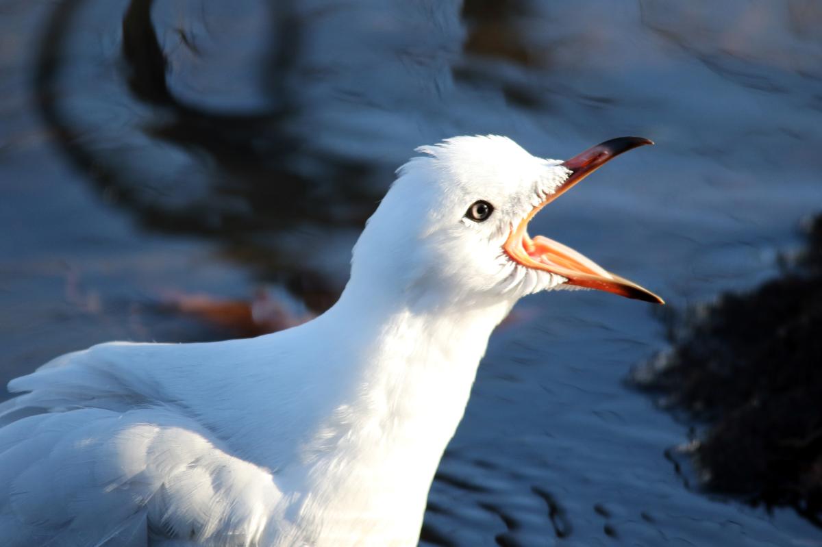 Silver Gull (Chroicocephalus novaehollandiae)