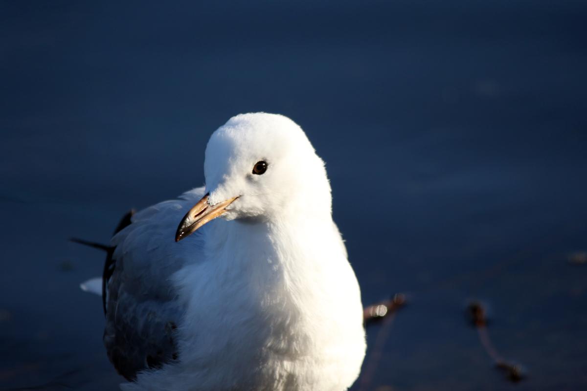 Silver Gull (Chroicocephalus novaehollandiae)