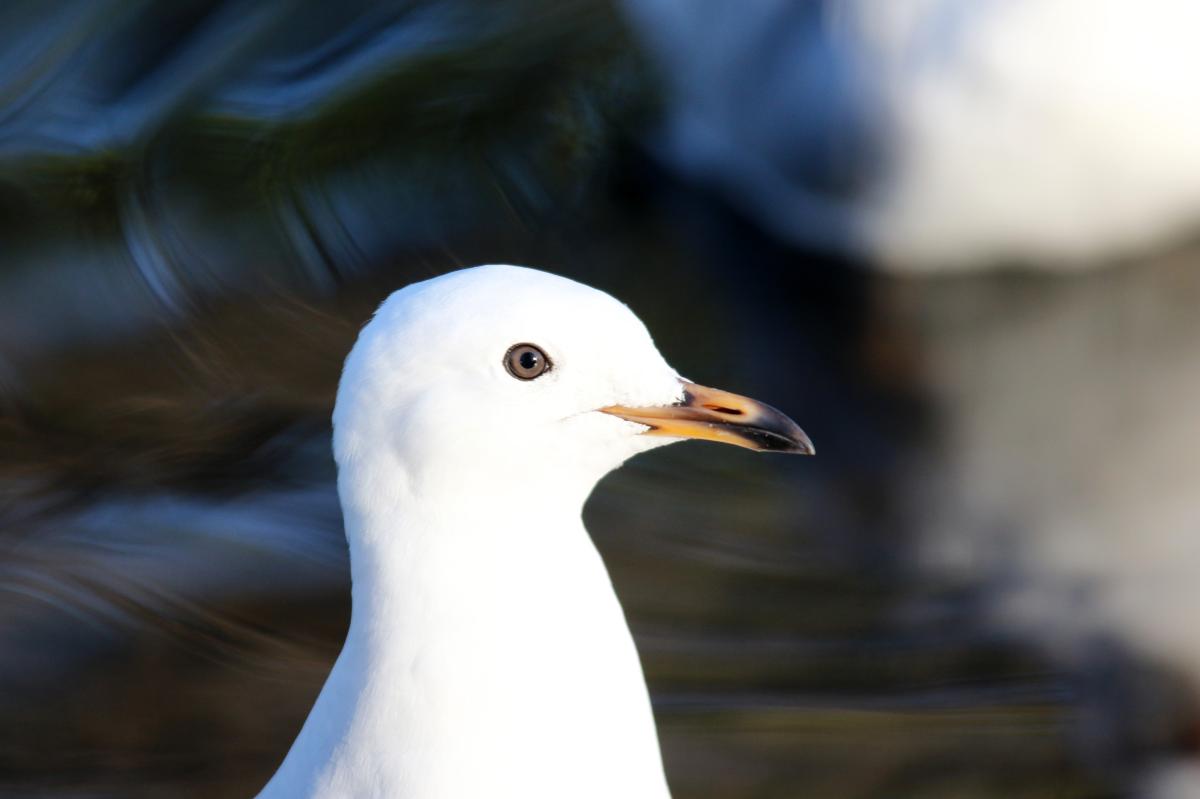 Silver Gull (Chroicocephalus novaehollandiae)