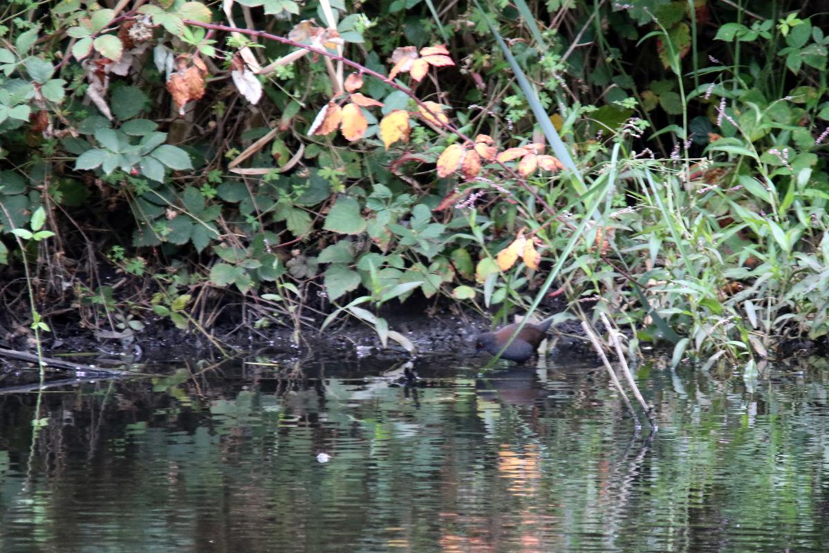 Spotless crake (Porzana tabuensis)
