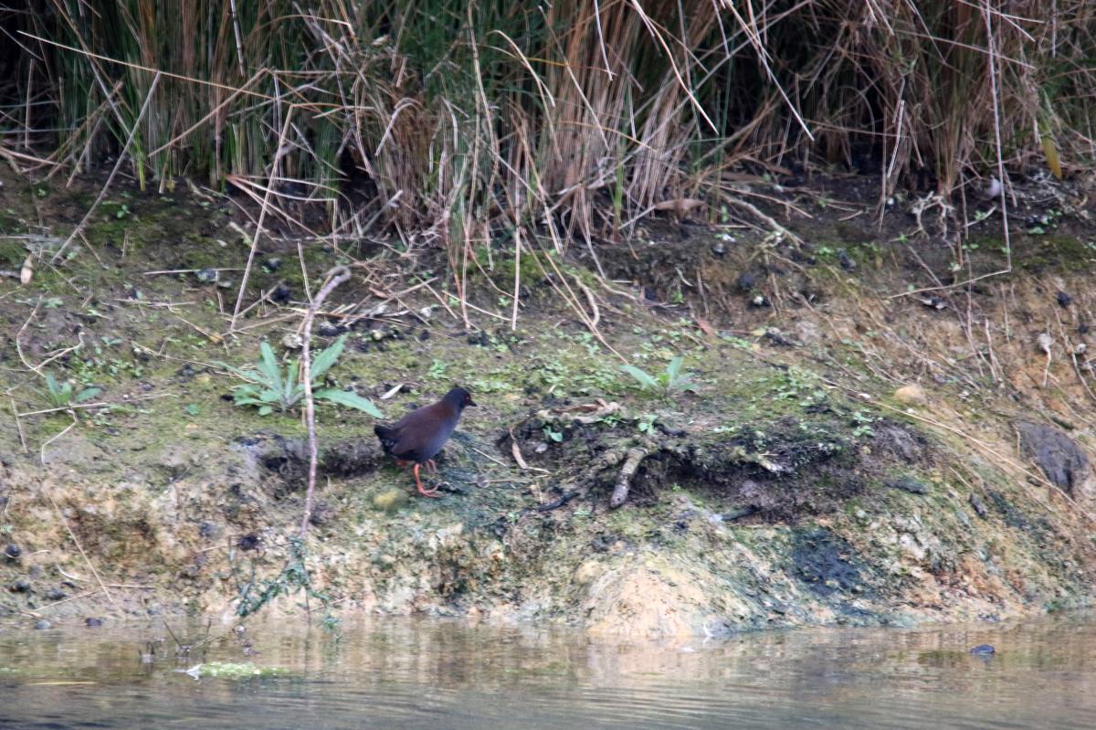 Spotless crake (Porzana tabuensis)