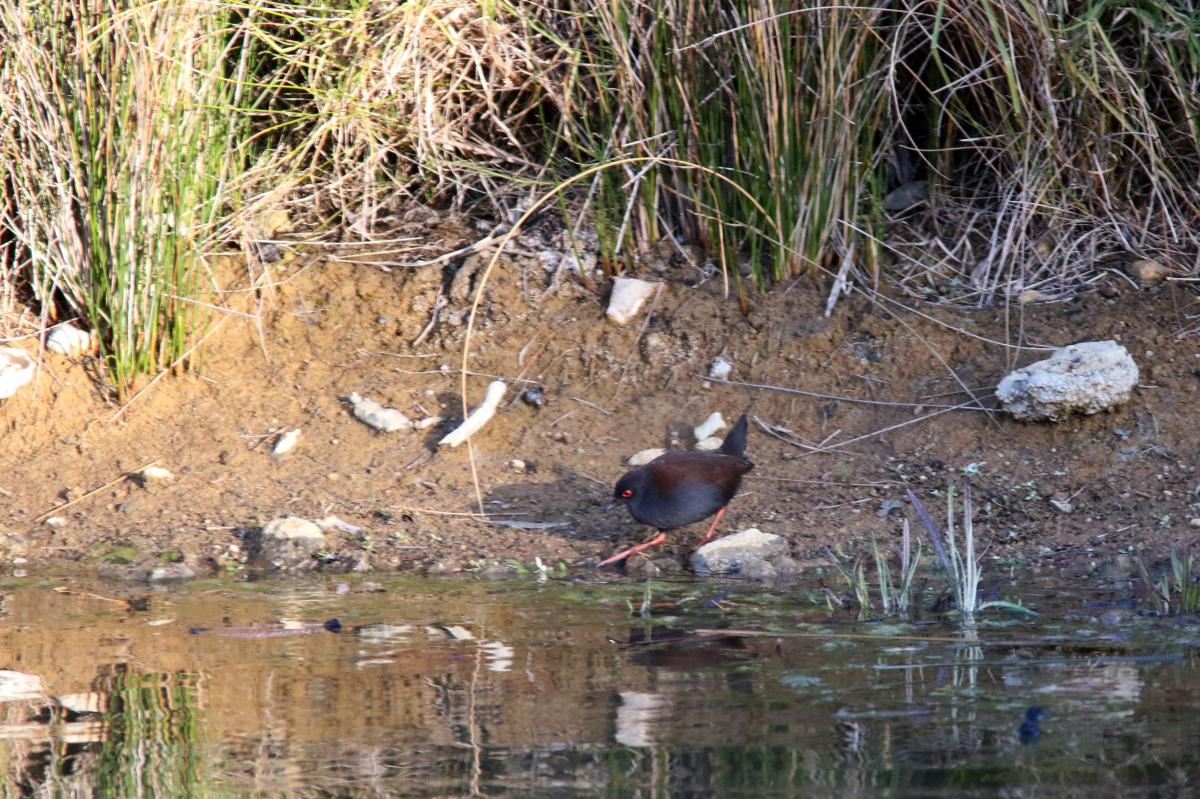 Spotless crake (Porzana tabuensis)