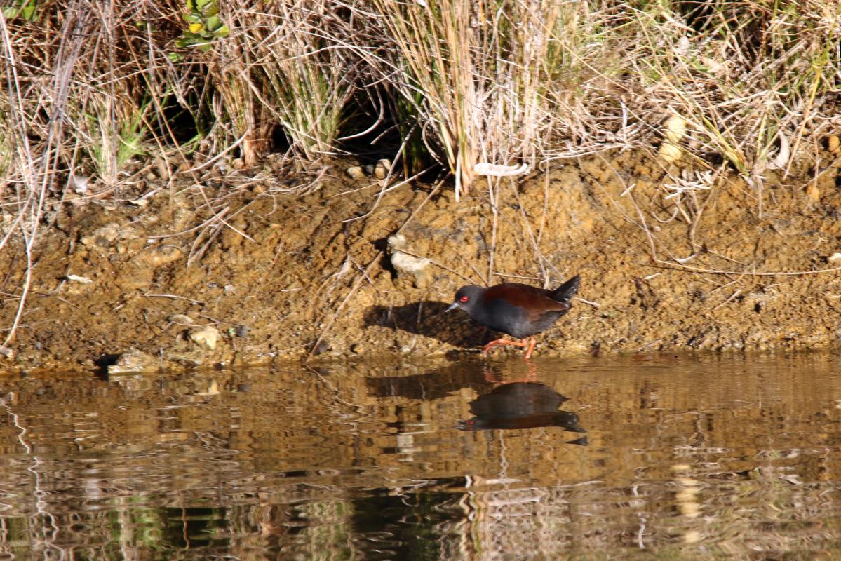 Spotless crake (Porzana tabuensis)
