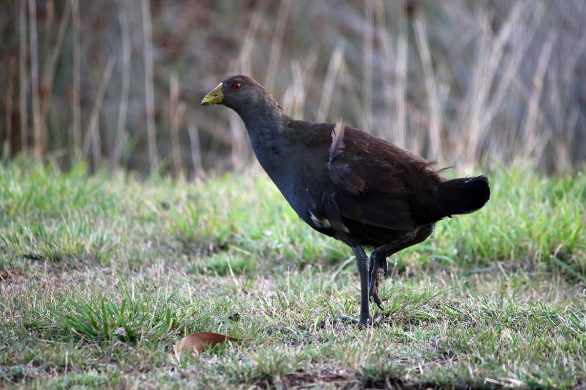 Tasmanian nativehen (Tribonyx mortierii)