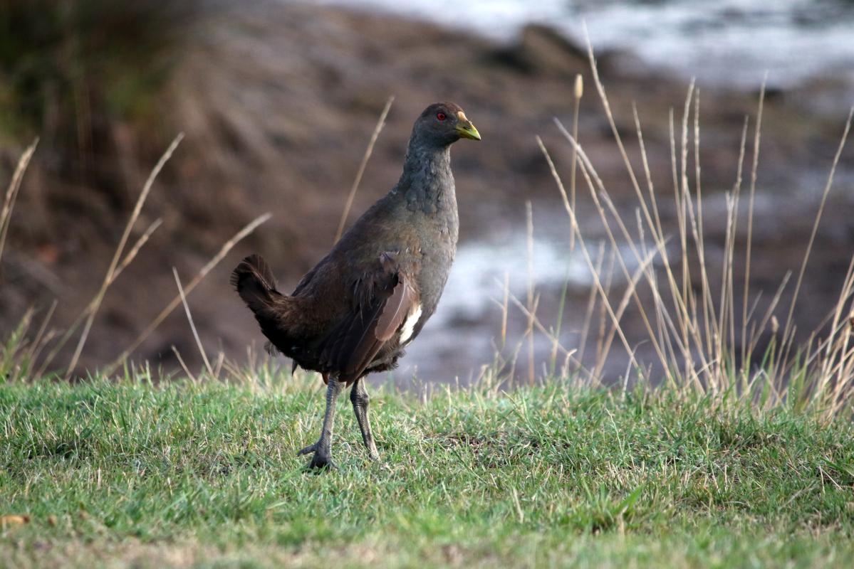 Tasmanian nativehen (Tribonyx mortierii)