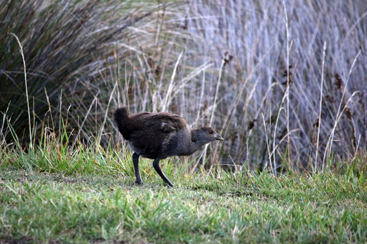 Tasmanian nativehen (Tribonyx mortierii)