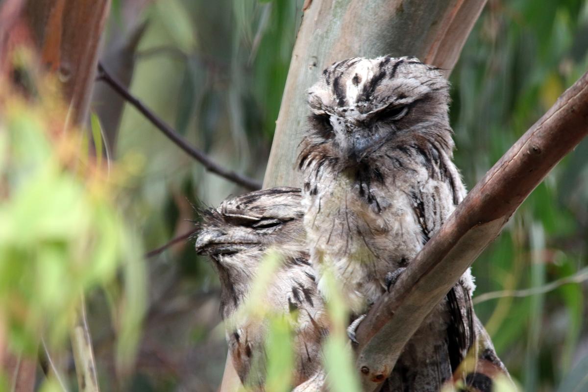 Tawny Frogmouth (Podargus strigoides)