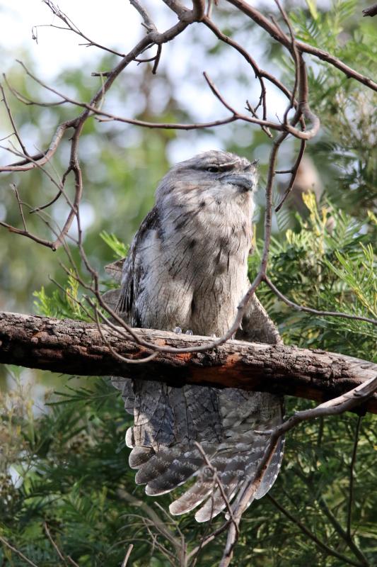 Tawny Frogmouth (Podargus strigoides)