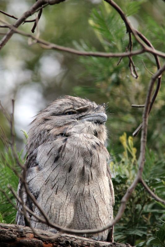 Tawny Frogmouth (Podargus strigoides)