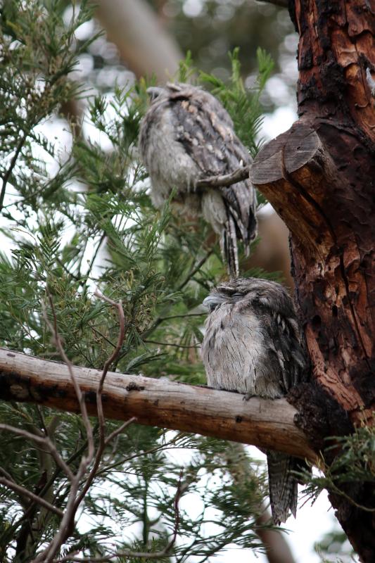 Tawny Frogmouth (Podargus strigoides)