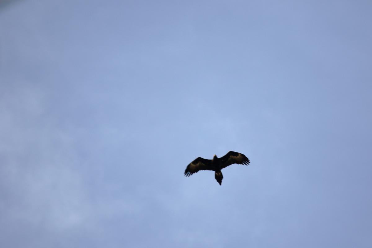 Wedge-tailed eagle (Aquila audax)