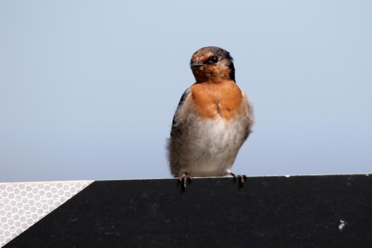 Welcome Swallow (Hirundo neoxena)