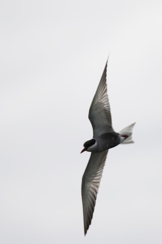 Whiskered tern (Chlidonias hybrida)