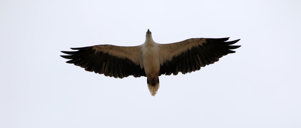 White-bellied Sea Eagle (Haliaeetus leucogaster), Aragunnu Road, Wapengo, New South Wales, Australia, 2015-03-08 White-bellied Sea Eagle (Haliaeetus leucogaster)