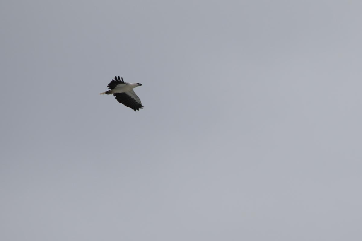 White-bellied Sea Eagle (Haliaeetus leucogaster), Aragunnu Road, Wapengo, New South Wales, Australia, 2015-03-08 White-bellied Sea Eagle (Haliaeetus leucogaster)