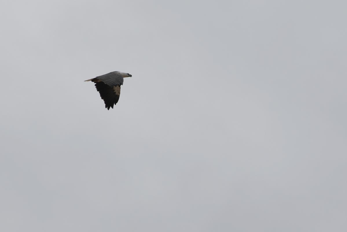 White-bellied Sea Eagle (Haliaeetus leucogaster), Aragunnu Road, Wapengo, New South Wales, Australia, 2015-03-08 White-bellied Sea Eagle (Haliaeetus leucogaster)