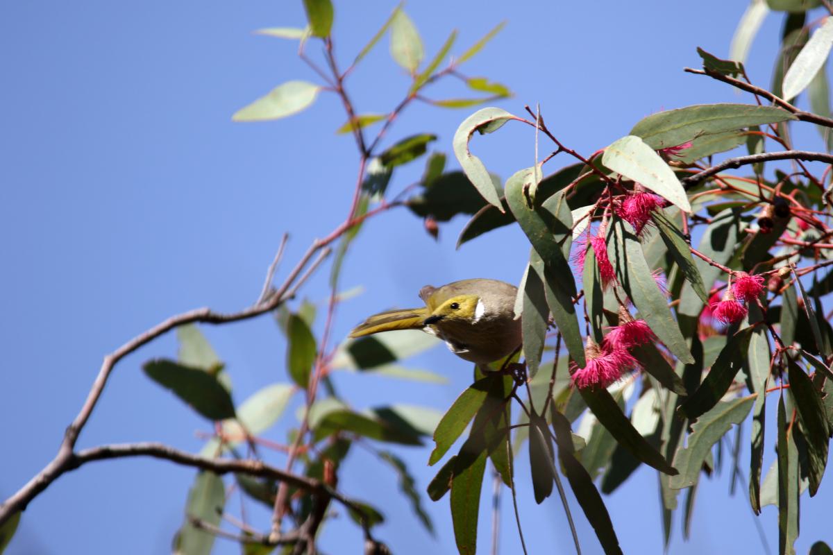 White-plumed Honeyeater (Lichenostomus penicillatus), You Yangs Regional Park, Little River, Victoria, Australia, 2015-11-08 White-plumed Honeyeater (Lichenostomus penicillatus)