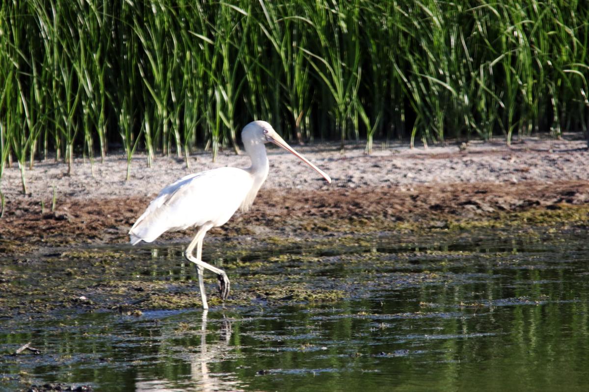 Yellow-billed Spoonbill (Platalea flavipes)