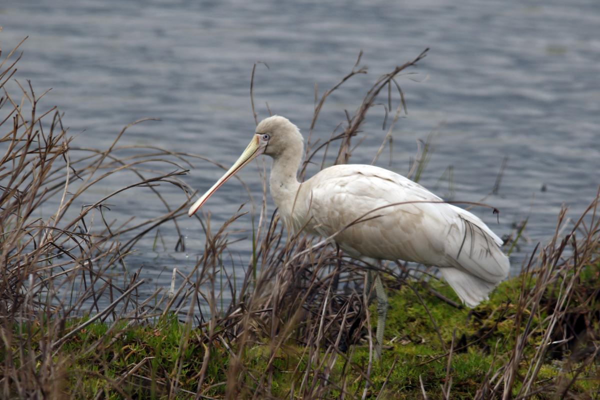 Yellow-billed Spoonbill (Platalea flavipes)