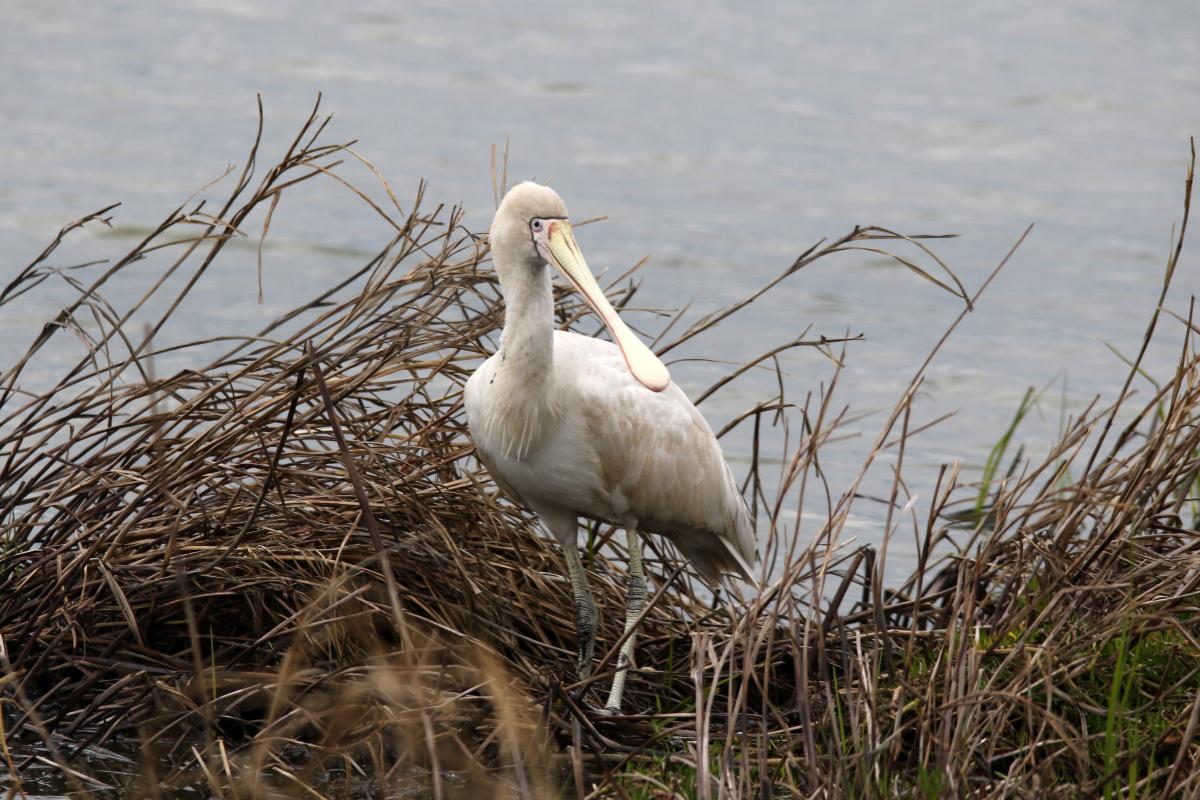 Yellow-billed Spoonbill (Platalea flavipes)