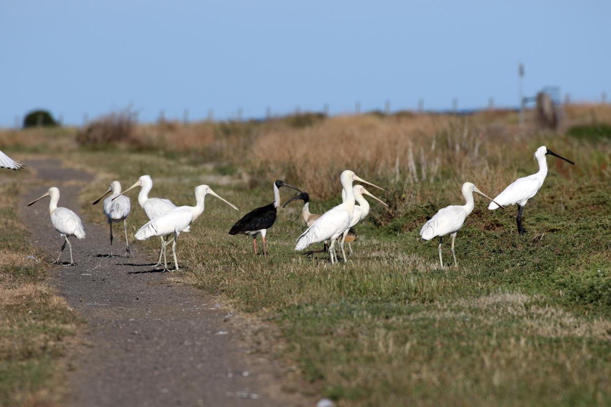 Yellow-billed Spoonbill (Platalea flavipes)