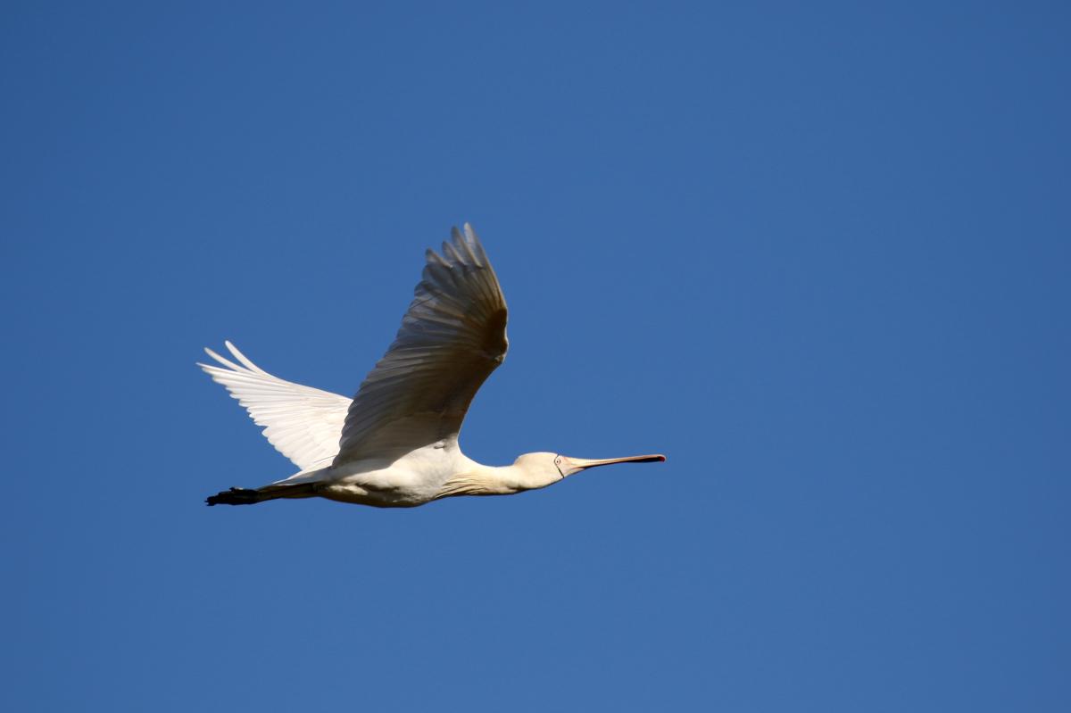 Yellow-billed Spoonbill (Platalea flavipes)