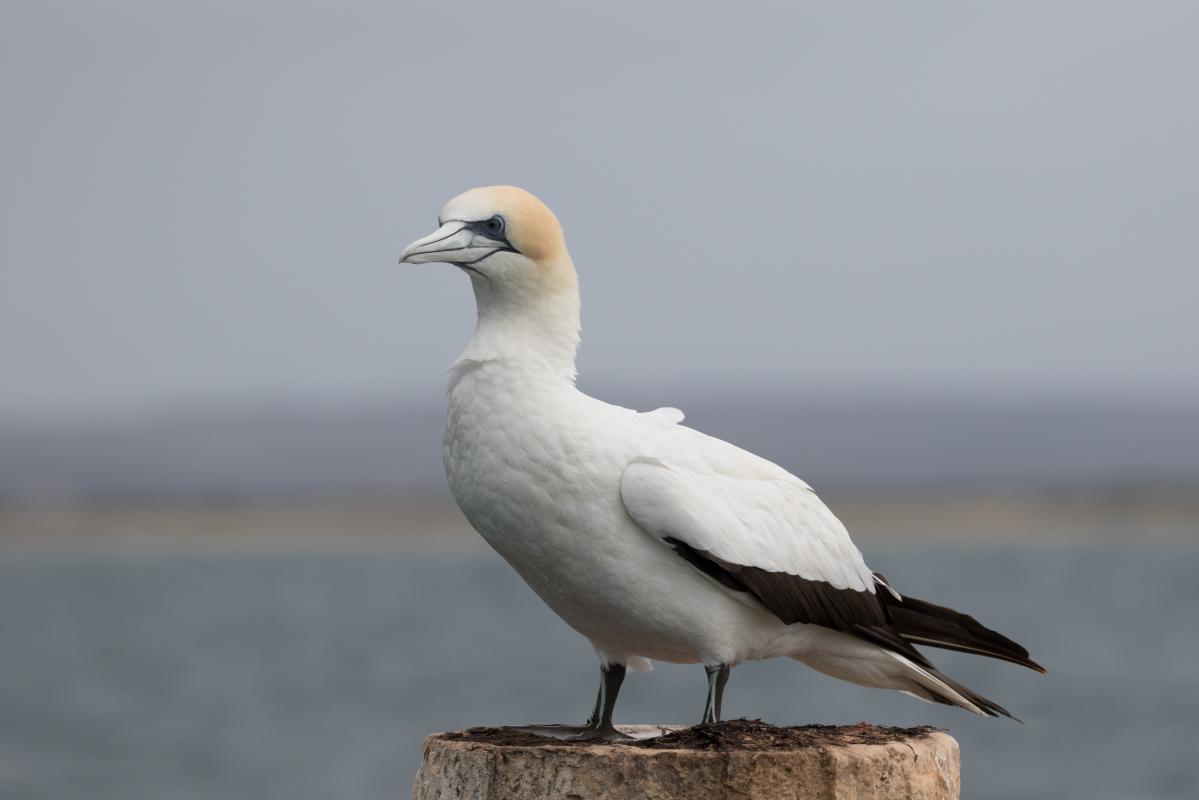 Australasian Gannet (Morus serrator)