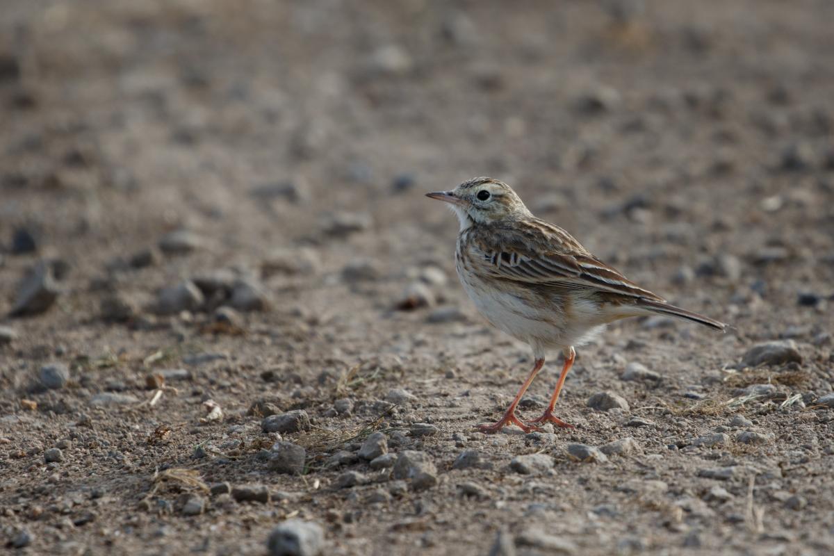 Australasian Pipit (Anthus novaeseelandiae), Lake Borrie Outer Road West, Point Wilson, Victoria, Australia, 2016-09-03 Australasian Pipit (Anthus novaeseelandiae)