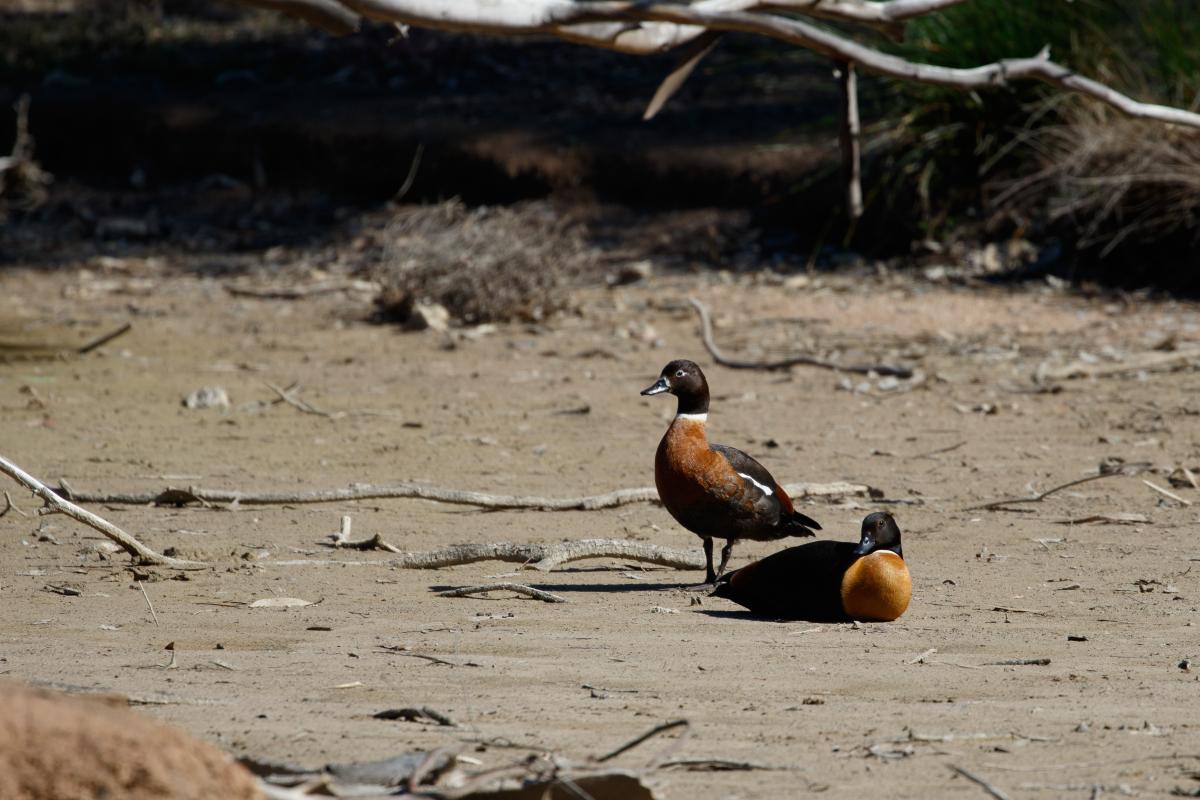 Australian Shelduck (Tadorna tadornoides), Serendip Sanctuary, Lara, Victoria, Australia, 2016-09-17 Australian Shelduck (Tadorna tadornoides)