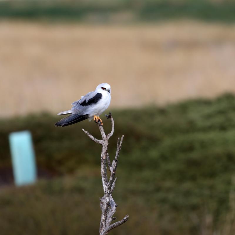 Black-shouldered Kite (Elanus axillaris)
