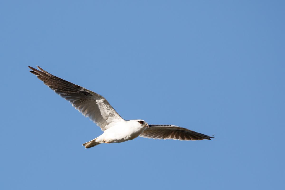 Black-shouldered Kite (Elanus axillaris)
