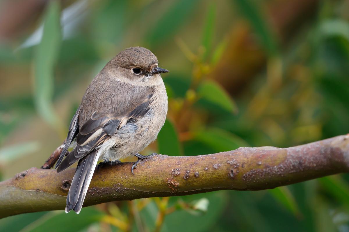 Flame Robin (Petroica phoenicea)