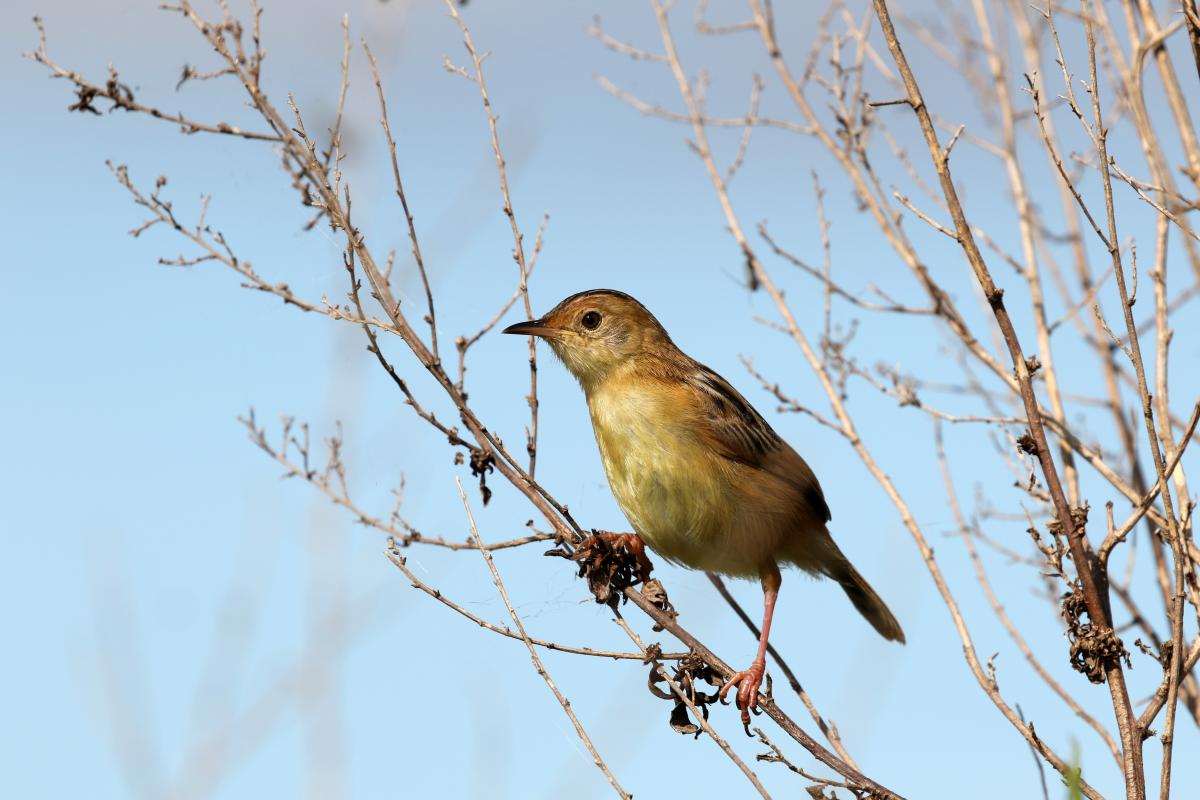Golden-headed Cisticola (Cisticola exilis)