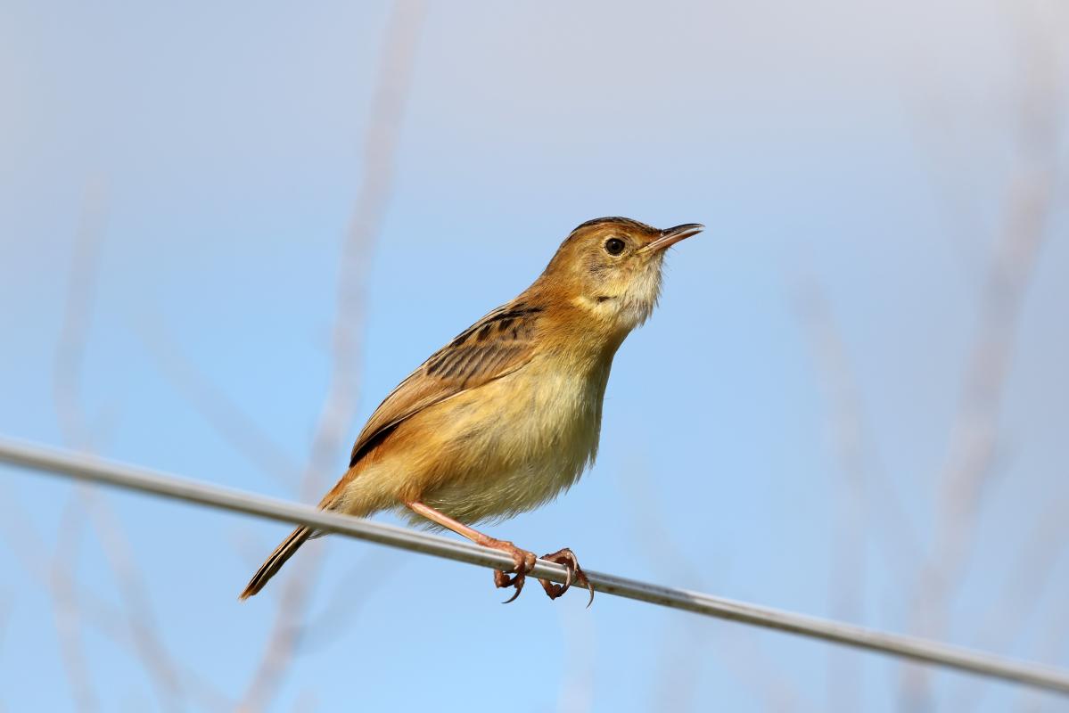 Golden-headed Cisticola (Cisticola exilis)