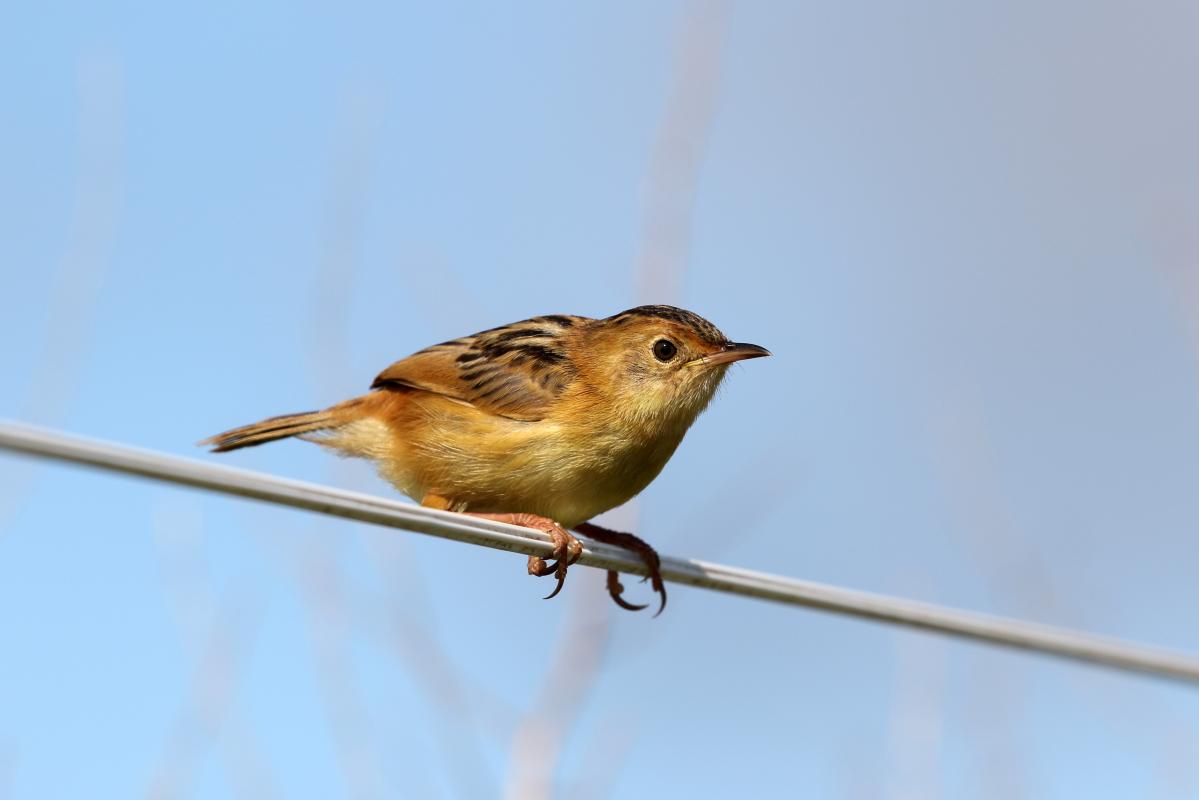 Golden-headed Cisticola (Cisticola exilis)