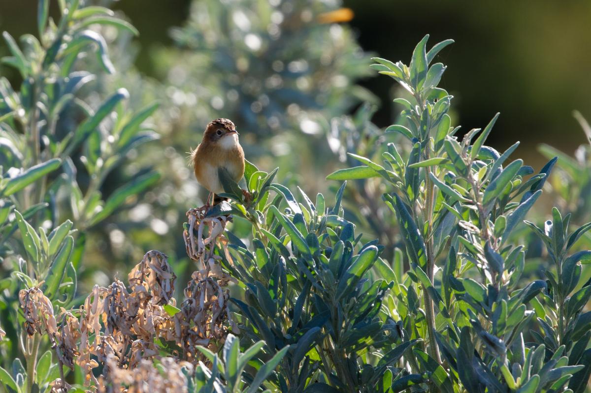 Golden-headed Cisticola (Cisticola exilis)
