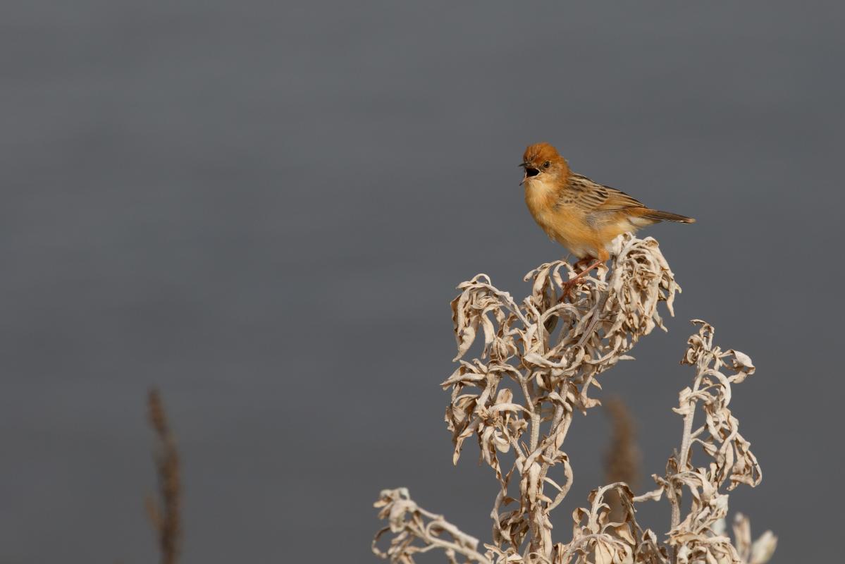 Golden-headed Cisticola (Cisticola exilis)