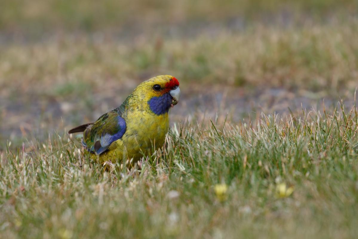 Green rosella (Platycercus caledonicus)