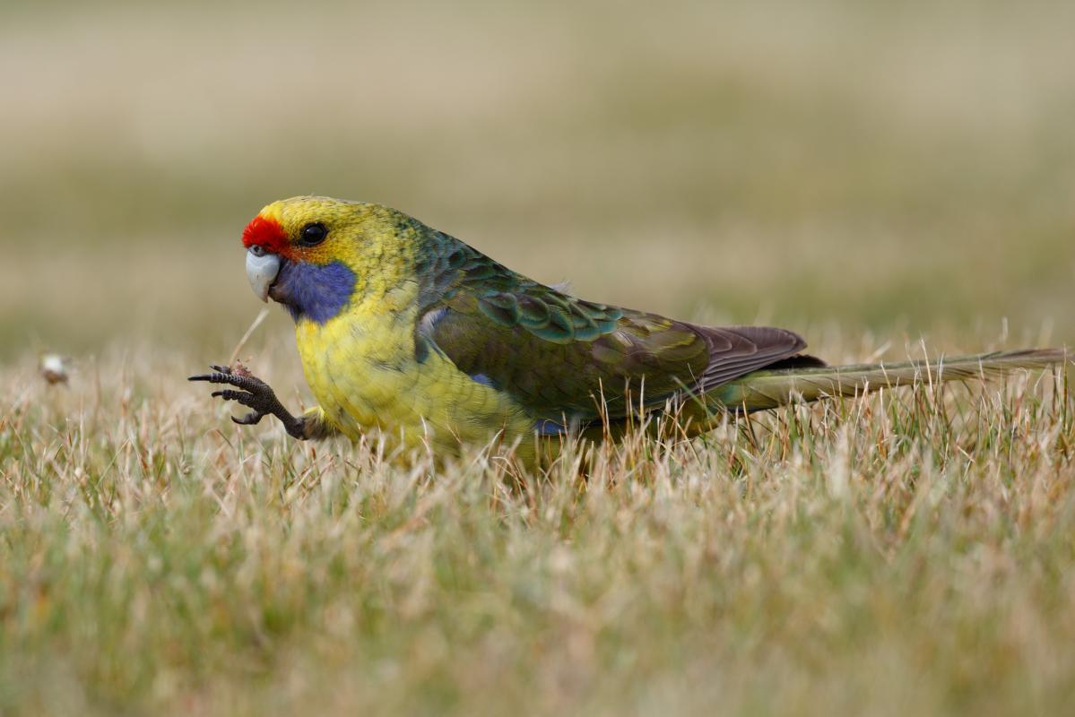 Green rosella (Platycercus caledonicus)