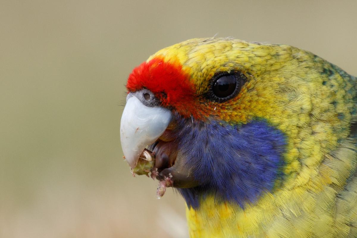 Green rosella (Platycercus caledonicus)