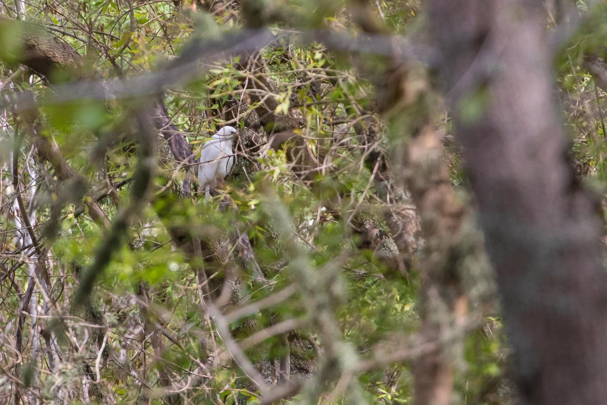 Grey goshawk (Accipiter novaehollandiae), John Watson Drive, Mount Gambier, South Australia, Australia, 2016-04-09 Grey goshawk (Accipiter novaehollandiae)